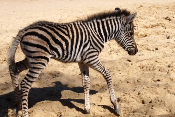 Foto: Zoo Dresden