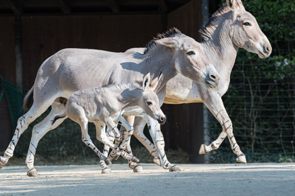 Foto: Zoo Basel