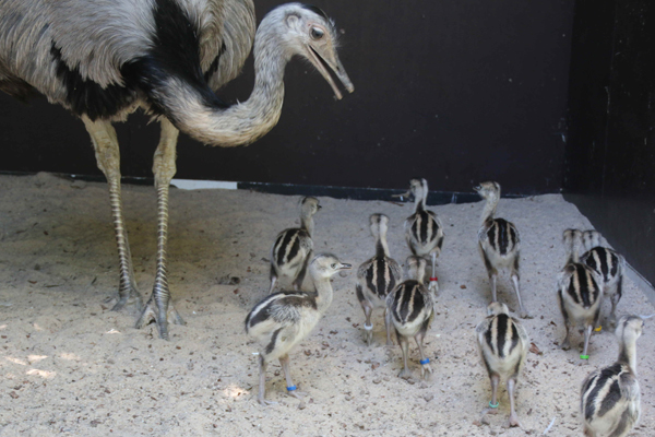Foto: Opel-Zoo