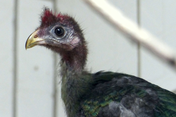 Foto: Zoo Neuwied