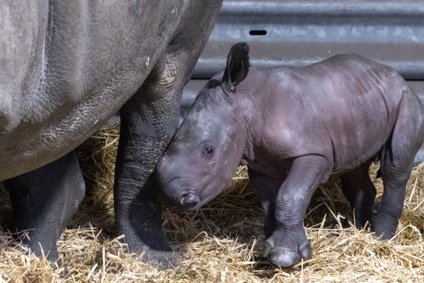 18 Monate hat es bis zur erfolgreichen Nashorn-Geburt gedauert Foto:Serengeti-Park Hodenhagen