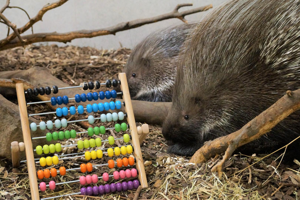 Foto: Tierpark+Fossilium Bochum