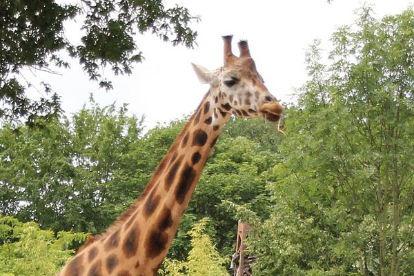 Giraffenweibchen Shahni Foto: Erlebnis-Zoo Hannover