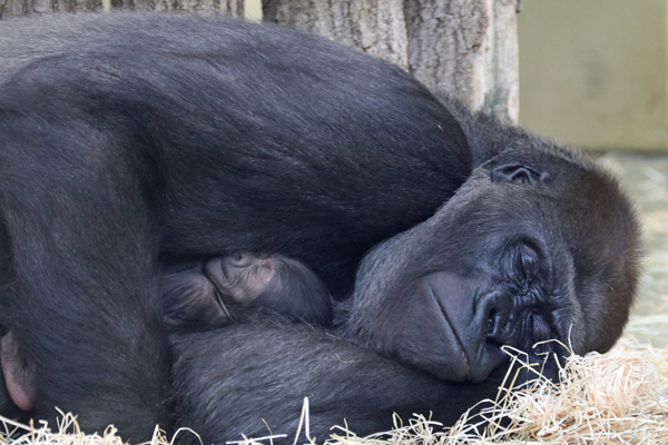Bibi und ihr Nachwuchs Foto: Zoo Berlin