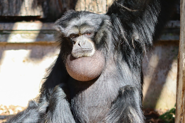 Siamangdame Schnudi Foto: Thüringer Zoopark Erfurt