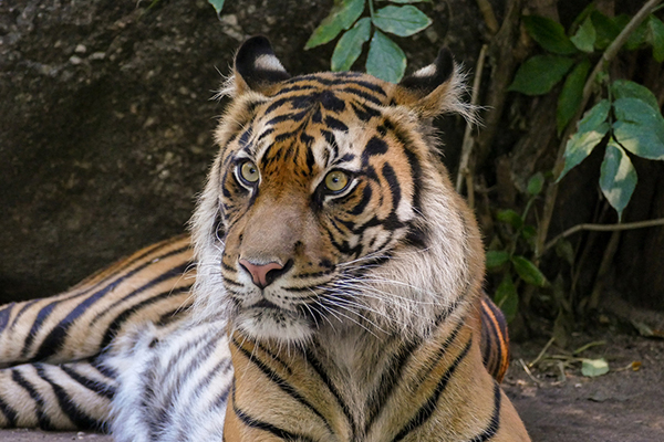 Foto: Zoo Heidelberg