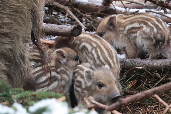 Foto: Tierpark Chemnitz