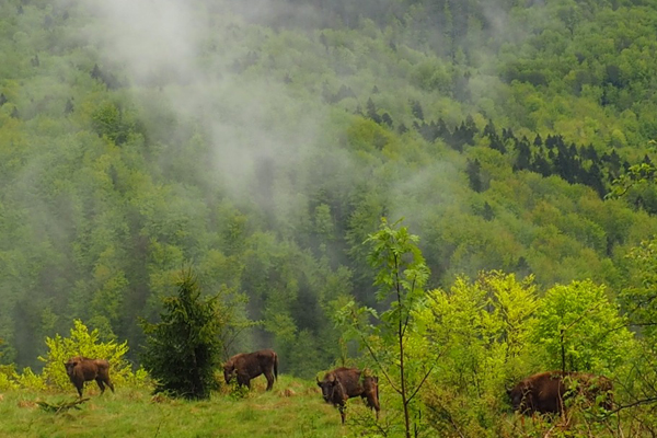 Wisente in den rumänischen Karpaten Foto: WWF Romania