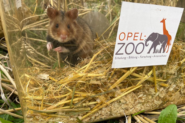 Foto: Opel-Zoo