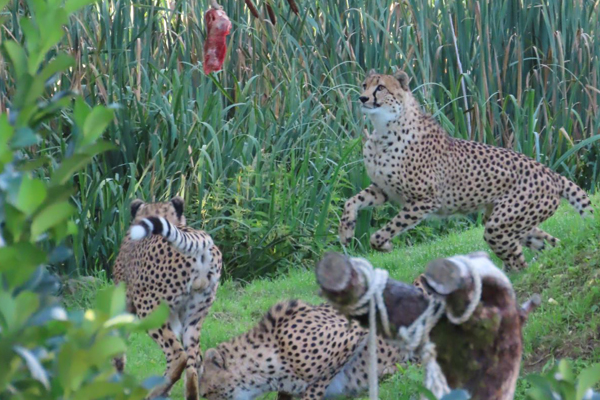 Foto: Tierwelt Herberstein