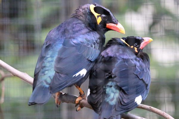 Foto: Tierpark Chemnitz