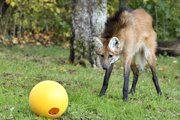 Foto: Tierpark Hellabrunn/Gemma Borell