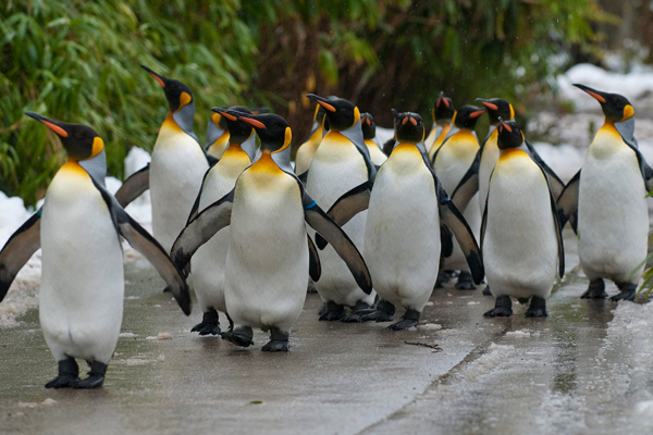 Foto: Zoo Zürich