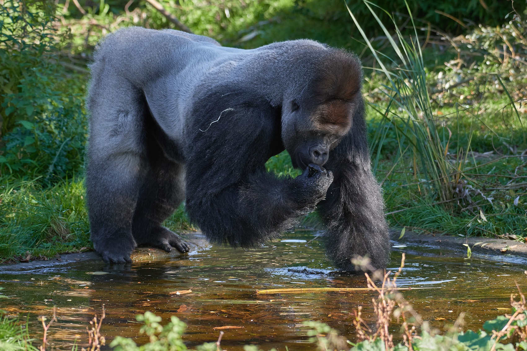 Foto: Zoo Krefeld