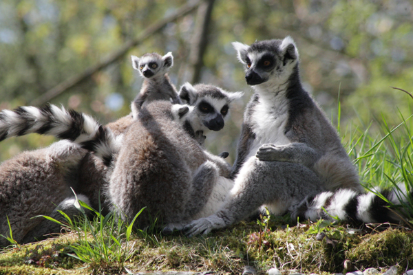 Foto: Zoo Salzburg