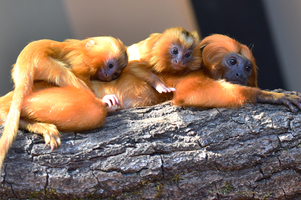 Foto: Kölner Zoo/M. Vogelfänger