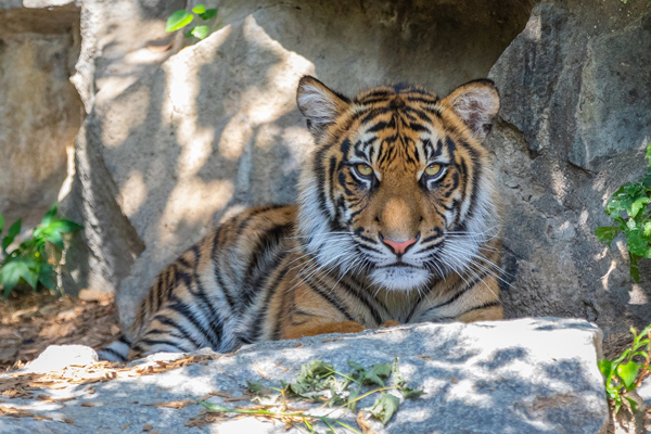 Tiger Willi wurde eingeschläfert
