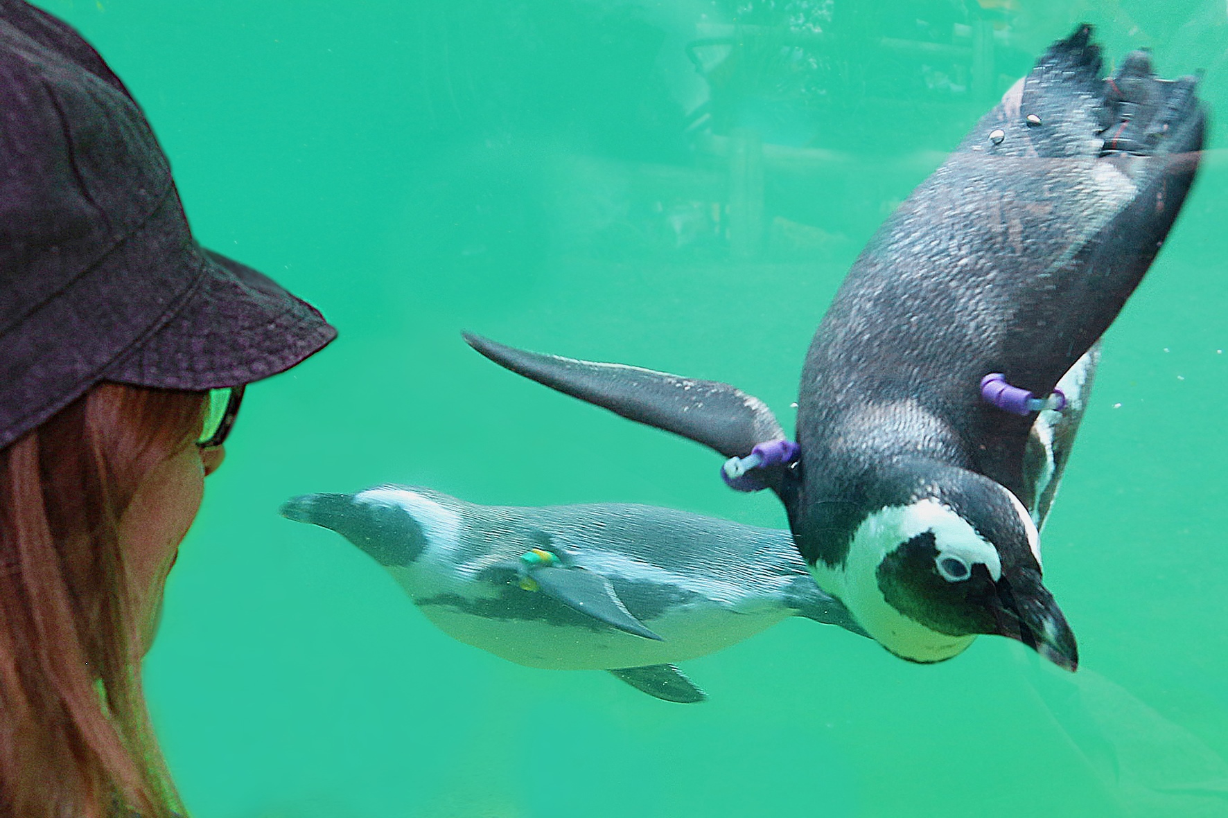 Mädchen beobachtet Brillenpinguine im Zoo