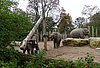Drei Elefantenbullen im Zoo Heidelberg