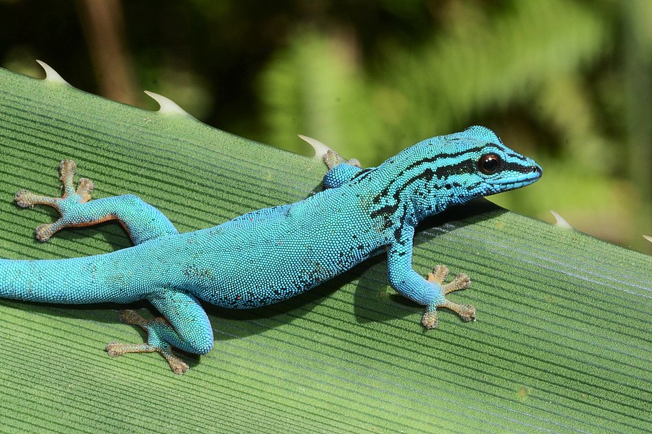 Himmelblauer Zwergtaggecko auf Blatt