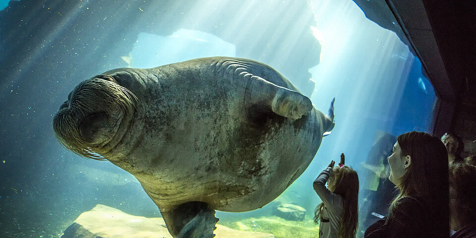Walross im Becken mit Kindern im Tierpark Hagenbeck