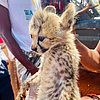 Drei Geparden-Jungtiere konnten mit finanzieller Unterstützung der Wilhelma in Ostafrika vor dem illegalen Wildtierhandel gerettet werden.