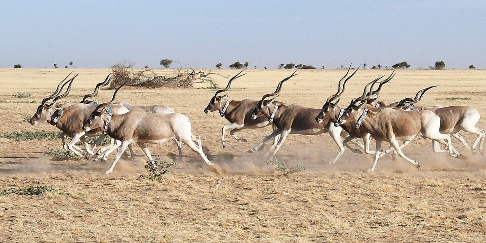 Herde von Mendesantilopen in der Sahara mit Sendehalsbändern