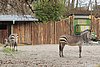 Hartmann-Bergzebras im Zoo Landau