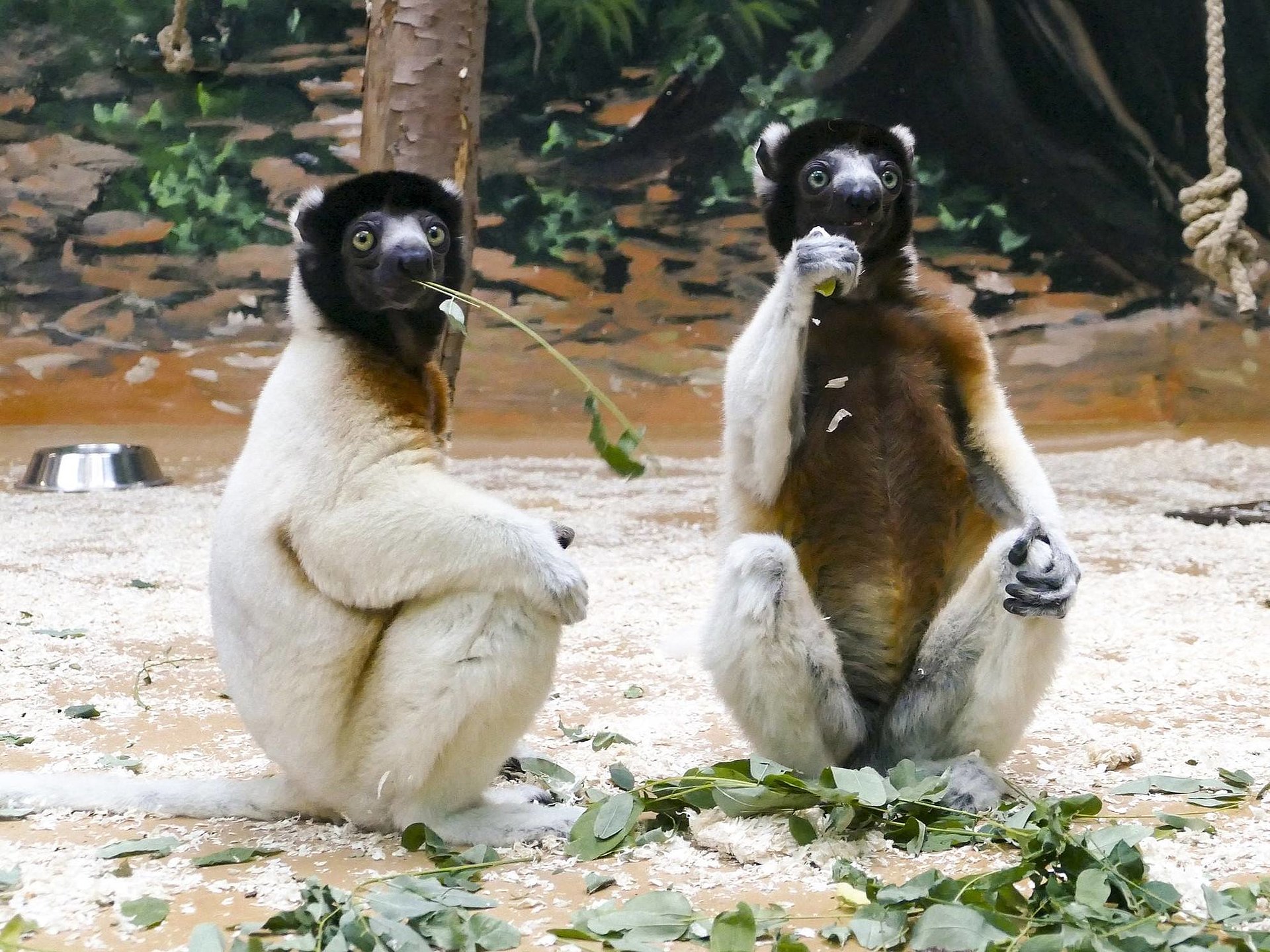 Zwei Sifaka-Brüder im Zoo Heidelberg. Sifakas stehen auf der Liste der bedrohten Tierarten der IUCN. 