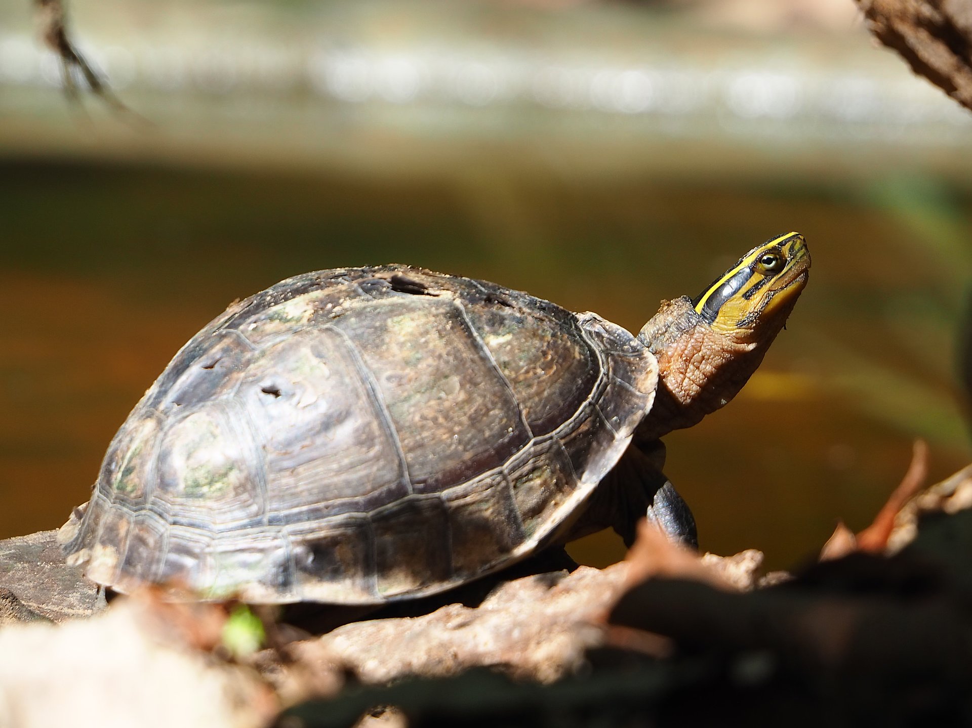 Diese in Asien lebende Scharnierschildkröten zählen zu den am stärksten bedrohten Arten der Welt. 