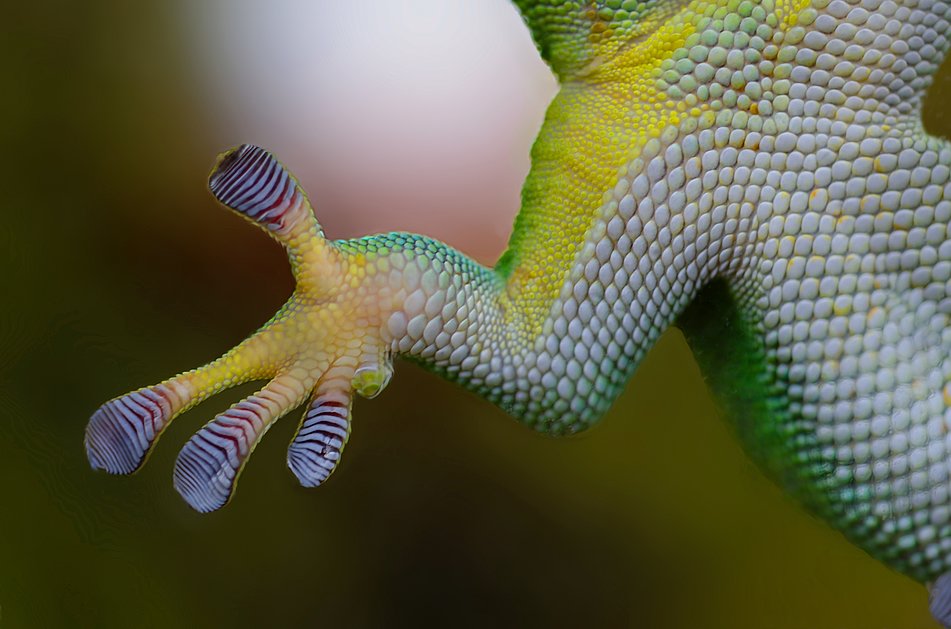 Zehen des Gecko mit Haftlamellen