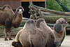 Foto: Zoo Frankfurt