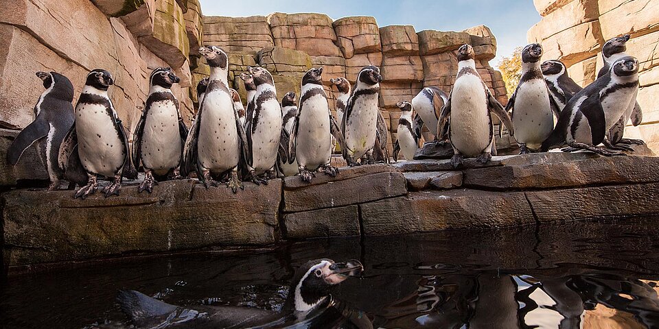 Humboldtpinguine im Tierpark Hagenbeck