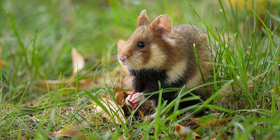 VdZ-Zoos wildern den Europäischen Hamster wieder aus. 