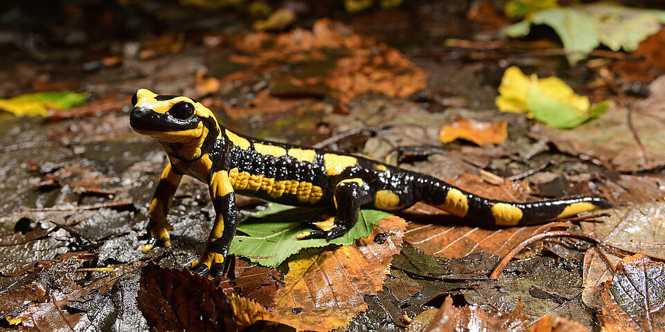 Feuersalamander auf Waldboden