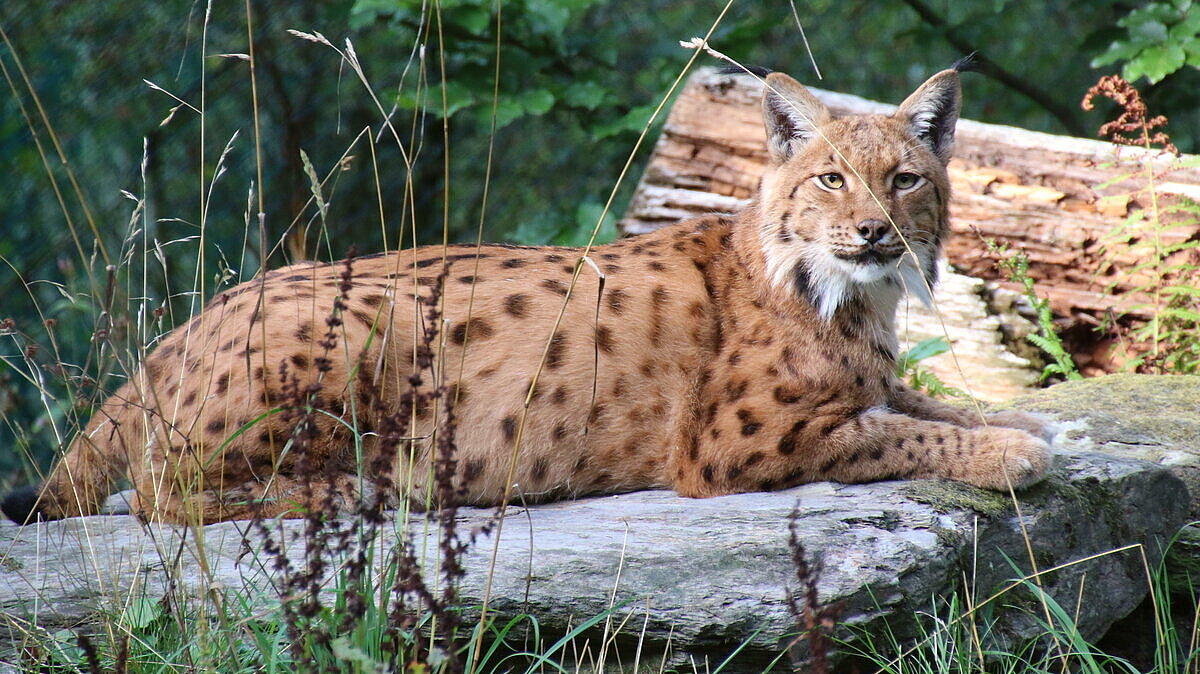 Liegender Europäischer Luchs