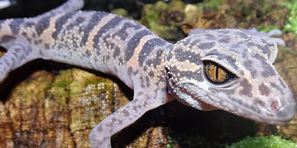 Tigergecko