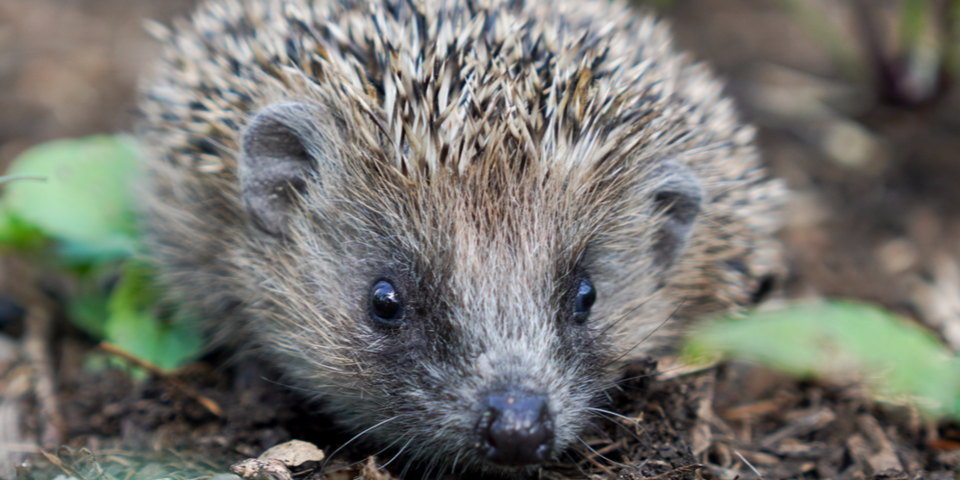 Igel in der Großaufnahme