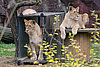 Die jungen Löwinnen kurz vor ihrere Abreise. 
