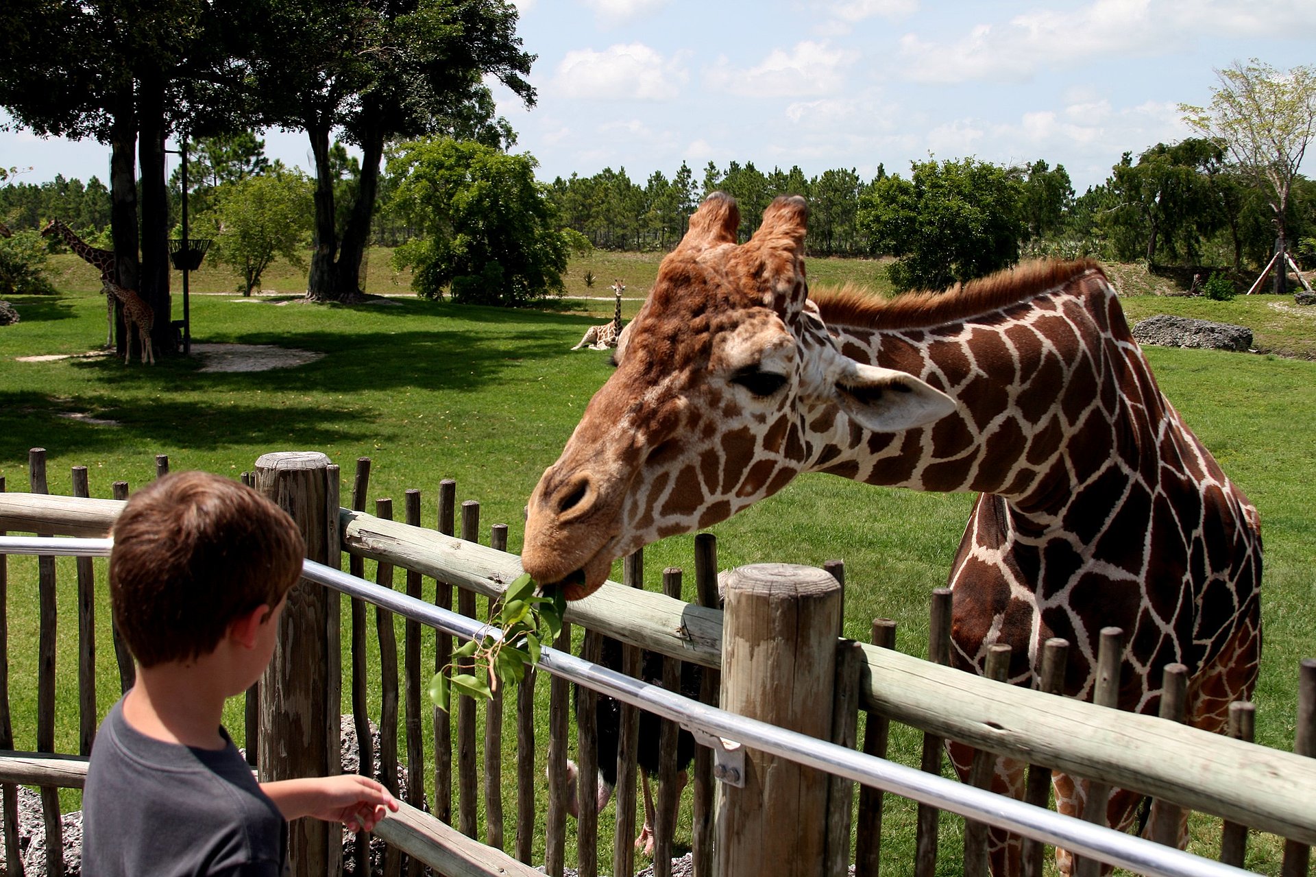 Junge füttert Giraffe im Zoo