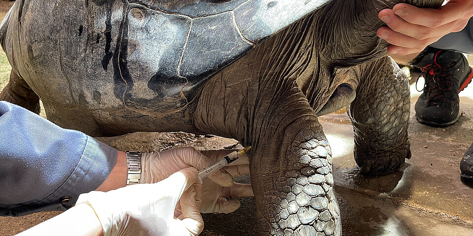 Zoo Zürich: Blutentnahme bei einer Galapagos-Riesenschildkröte