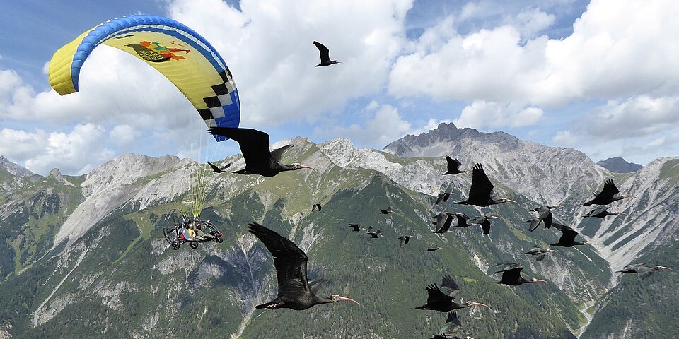 Waldrappe mit Begleitflugzeug über den Bergen