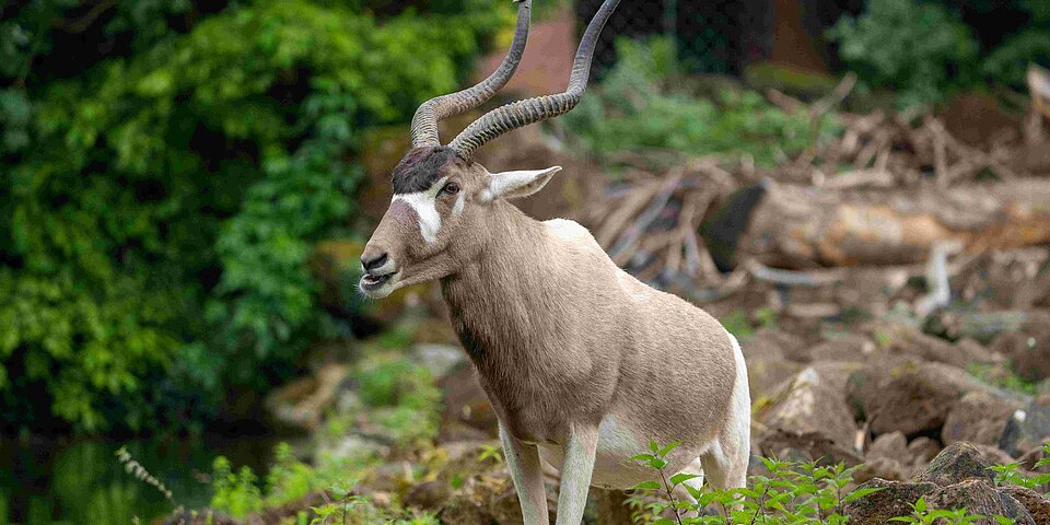 Stehende Mendesantilope vor Sträuchern 