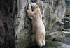 Eisbär bei der Zählung der Tiere im Zoo in Bremerhaven