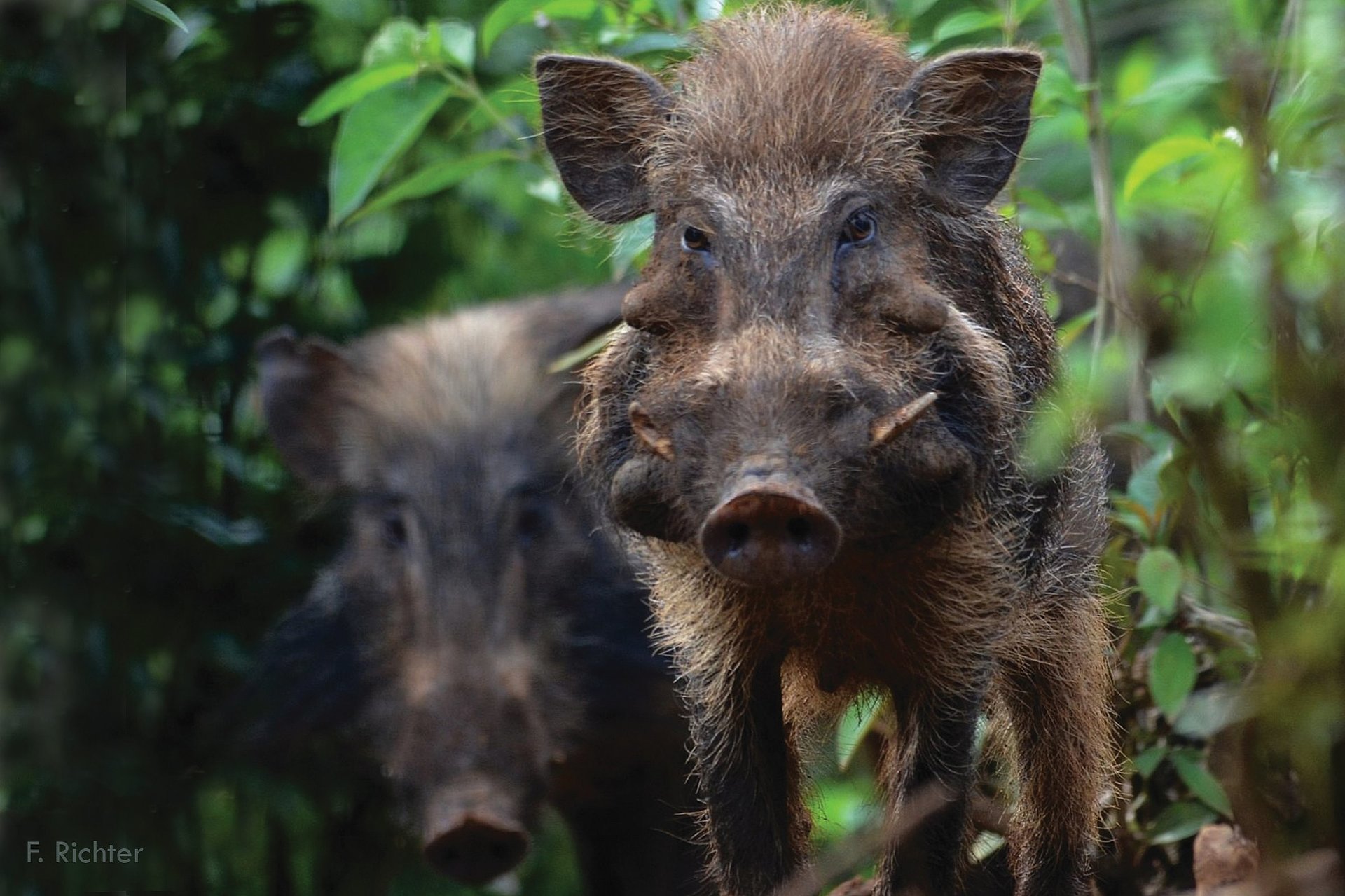 Ein Pustelschwein mit den typischen Pusteln im Gesicht