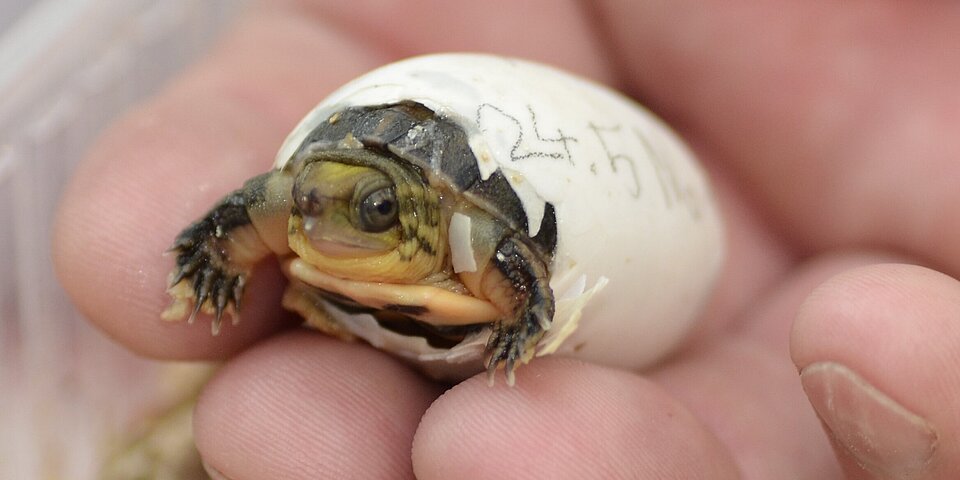 Schlüpfende Schildkröte