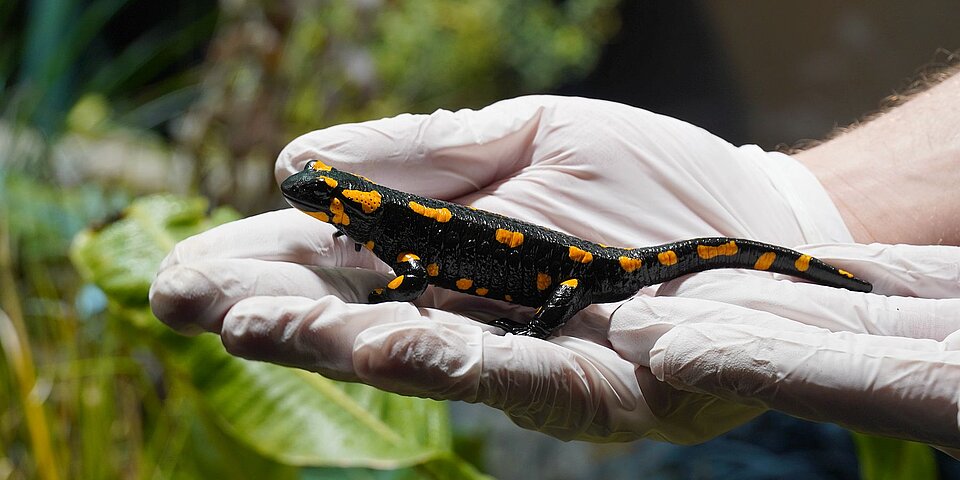 Hand mit Laborhandschuhen hält Feuersalamander