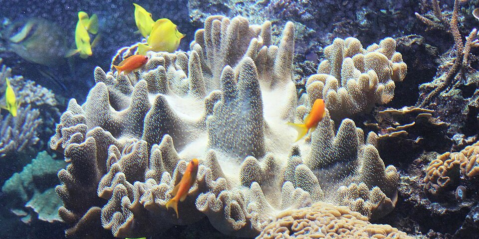 Lederkorallen im Tropen-Aquarium