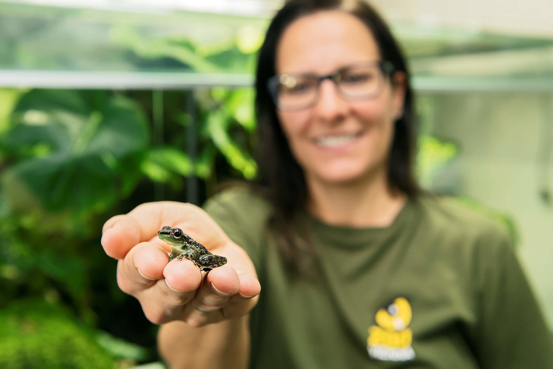 Der Winkerfrosch ist nur eine von vielen Tierarten, die in den VdZ-Zoos wissenschaftlich erforscht werden. Die modernen Zoos bieten vielfältige Forschungsmöglichkeiten. Copyright: Daniel Zupanc