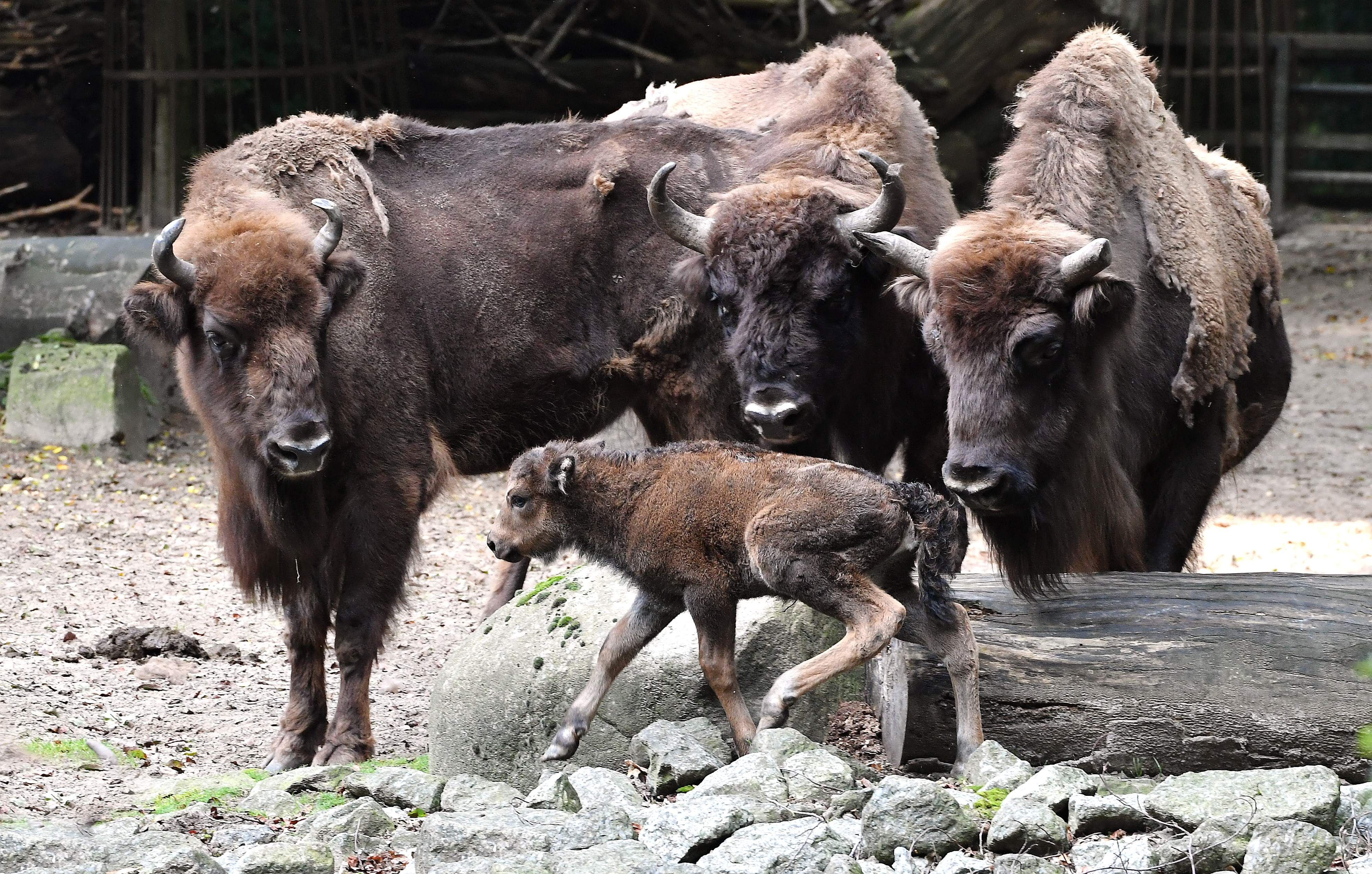 Wisentherde im Rostocker Zoo